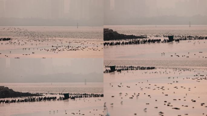 深圳湾滩涂起飞的鸟类