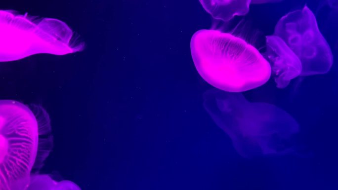 海洋馆水生物鱼群水母