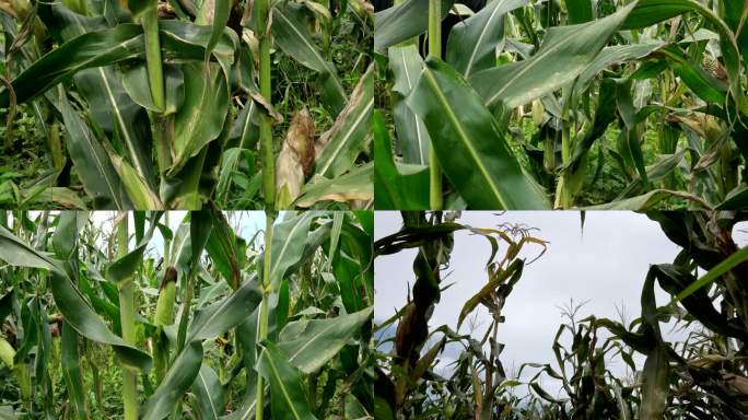 玉米地苞米棒子苞谷农业生产粮食农作物玉米