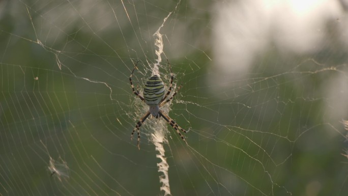 自然动物昆虫蜘蛛视频素材2