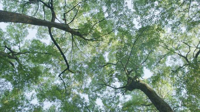 森林 树林 大自然 生命 生态环境