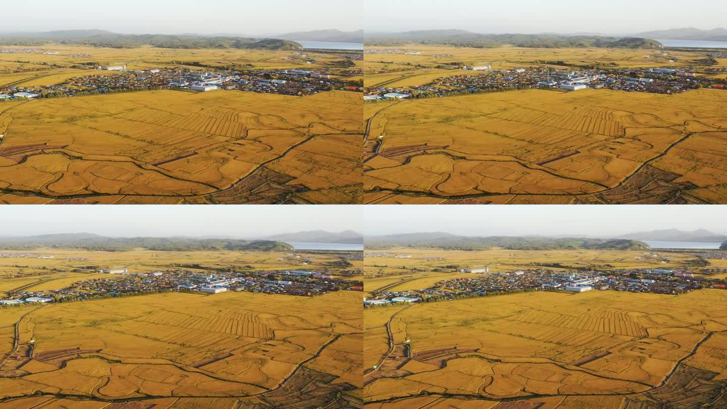 金黄色稻田包围的村落航拍