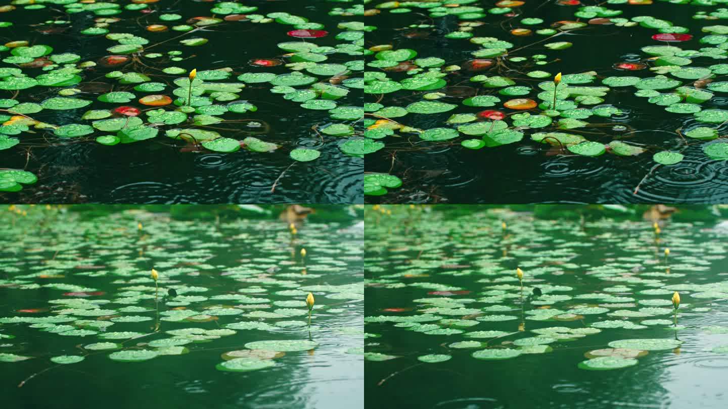 雨中水面浮萍睡莲涟漪 3840x2160 高清视频素材下载 编号 实拍视频 光厂 Vj师网 Www Vjshi Com