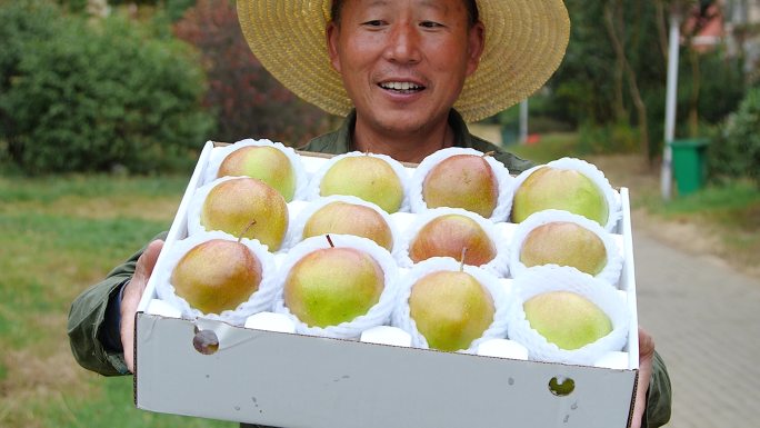 隰县玉露香梨