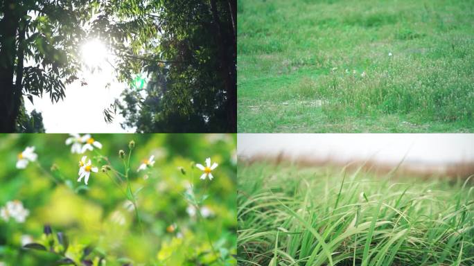 阳光树叶风吹树林草地小草野花蝴蝶小清新