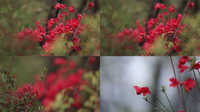 山中红花
