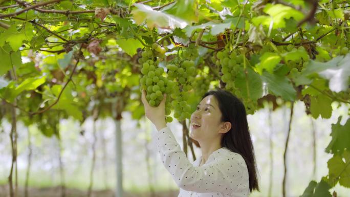 年轻女子在水果大棚采摘葡萄