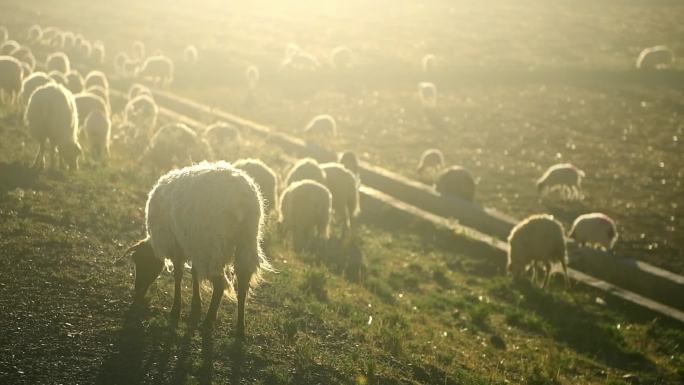 逆光中的吃草的羊