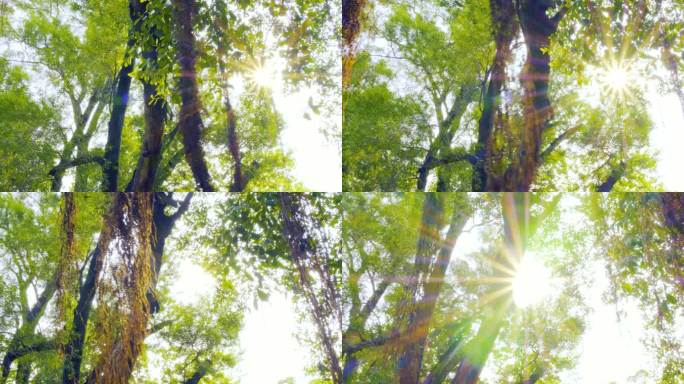 唯美阳光穿过大榕树须  大榕树树须透光