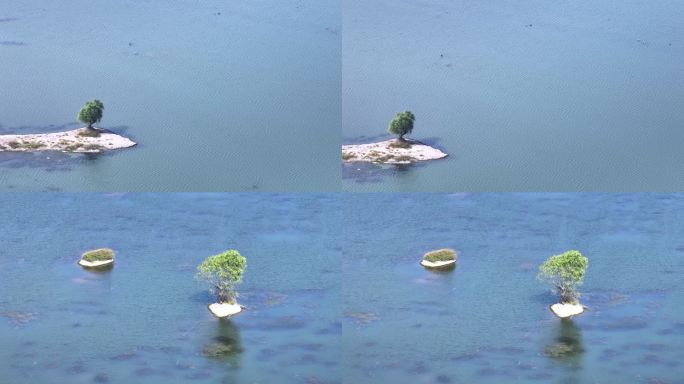 航拍湖中小岛一棵树