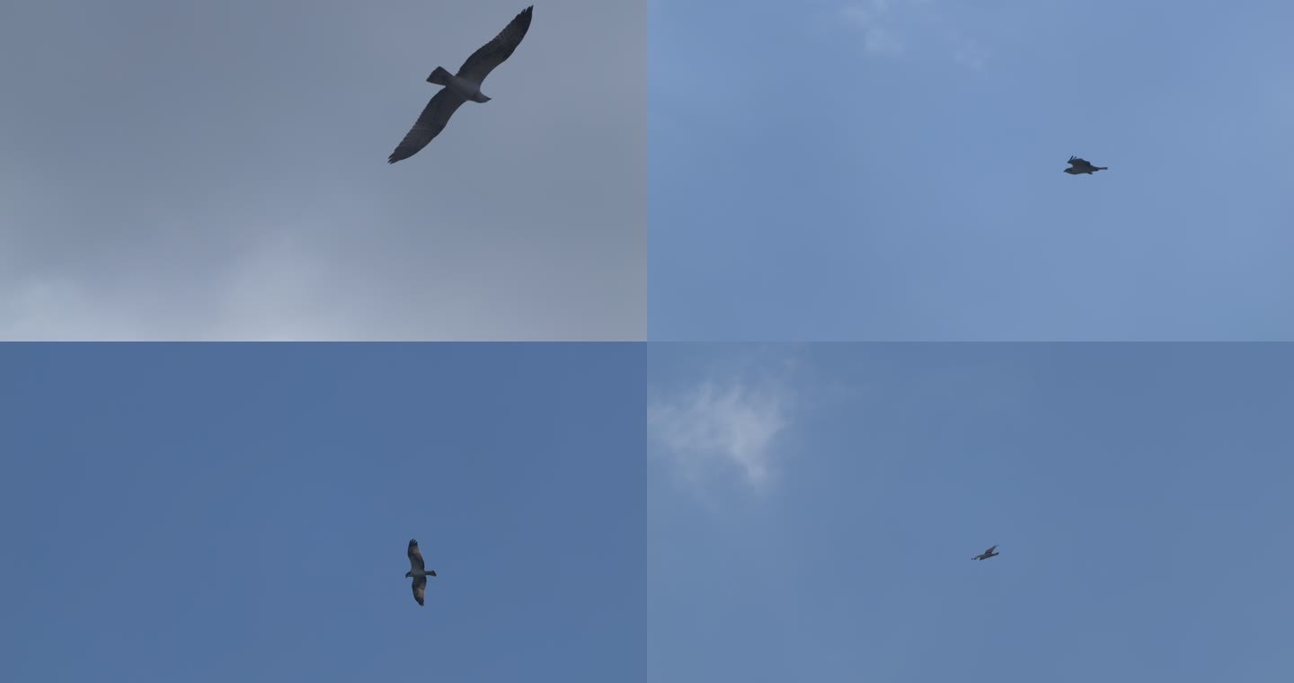 [4K原始素材]天空翱翔的鹰