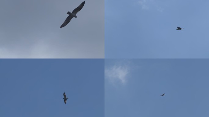 [4K原始素材]天空翱翔的鹰