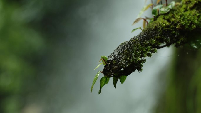 瀑布旁的覆满青苔的树枝