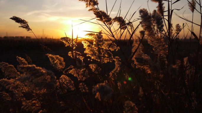 夕阳下随风摆动的芦苇丛