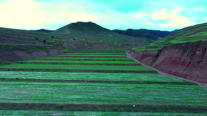 农业农村土地航拍00000106