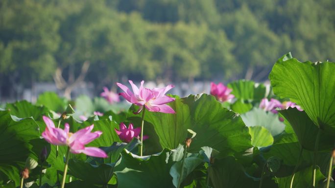 夏天池子里碧绿的荷叶和粉红的莲花