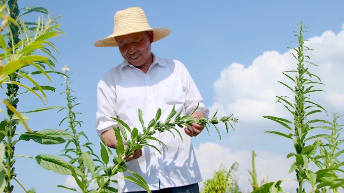 芝麻种植基地