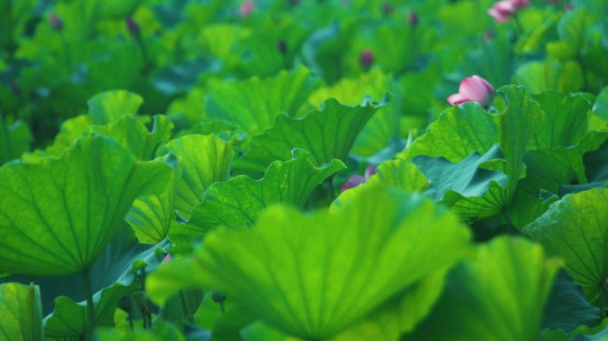 夏天夏日荷塘荷塘人文自然生态风光