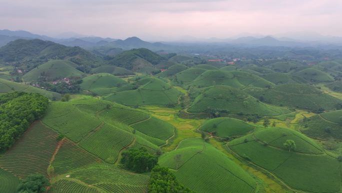 日出景色晨曦雾霭中的空中无人机摄像头飞越茶园露台，位于越南北部普陀省龙科山区