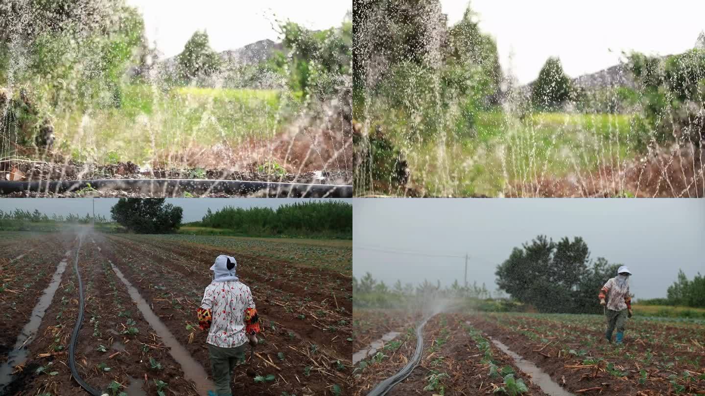 菜地灌溉