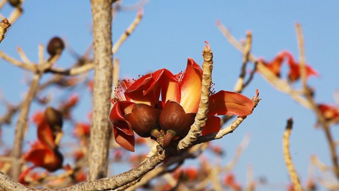 攀枝花上蜜蜂采蜜特写