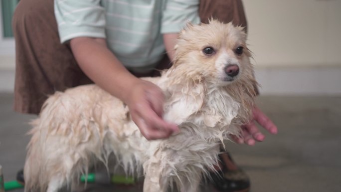 户外用动物洗发水给狗洗澡的女人