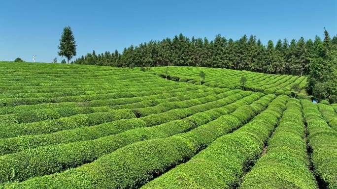 茶海 采茶 茶场航拍