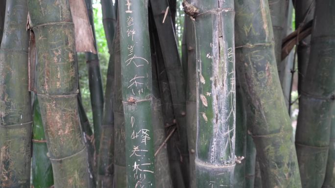 旅游景区竹子上被刻名字