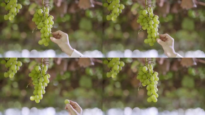 从丰产的葡萄串上摘取一颗葡萄