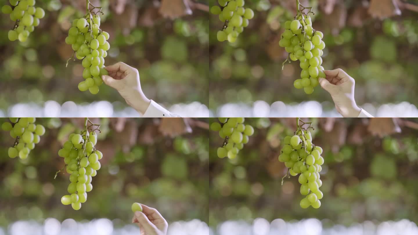 从丰产的葡萄串上摘取一颗葡萄