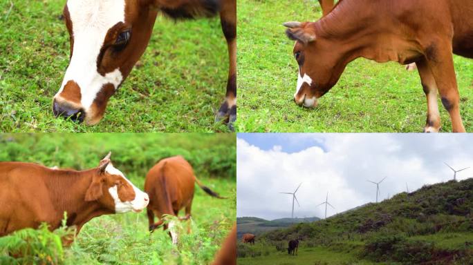 高原草甸母牛奶牛吃草