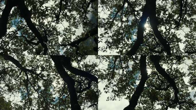 逆光拍摄高树的树枝树叶