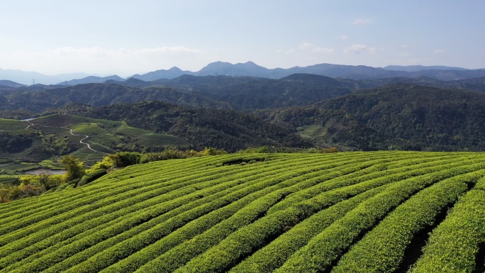 春天的茶园绿水青山乡村振兴农田茶园