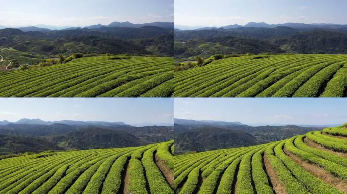 春天的茶园绿水青山乡村振兴农田茶园