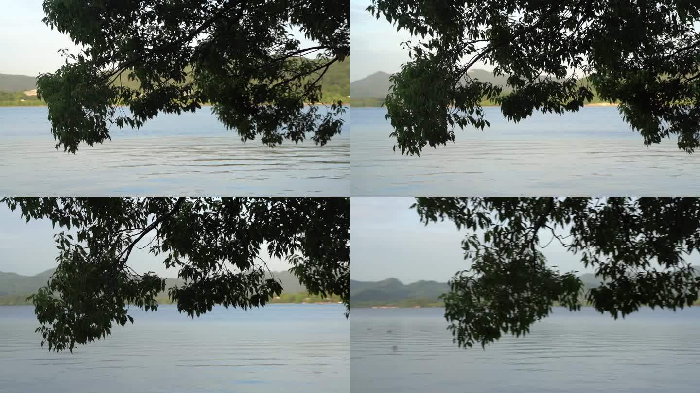 杭州西湖视频素材C0022