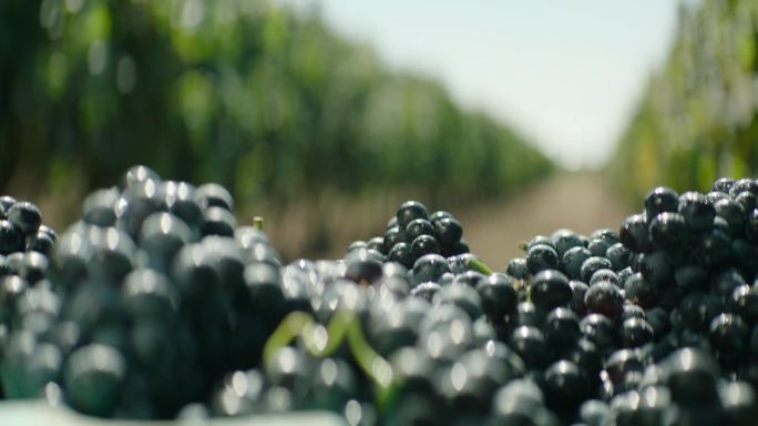 种植基地 采摘 葡萄 葡萄特写 放葡萄
