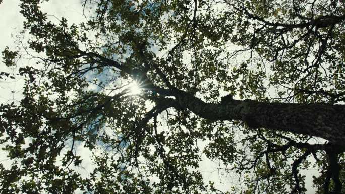 逆光拍摄高树的树枝树叶