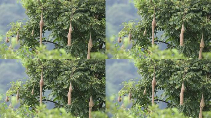 织布雀鸟巢挂满树枝