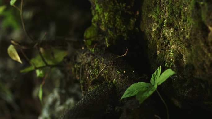 覆着青苔的树枝树干