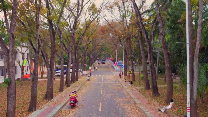 秋天铺满落叶的柏油马路