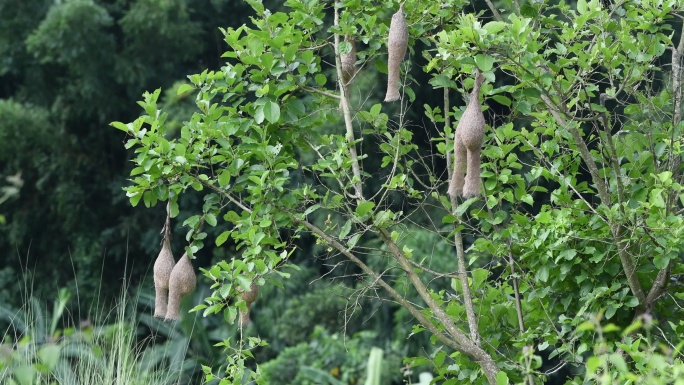 织布鸟的巢穴挂在树上
