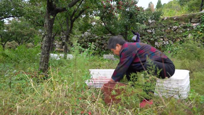 山楂采摘