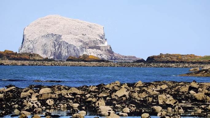 英国苏格兰北贝威克塘鹅群落巴斯岩