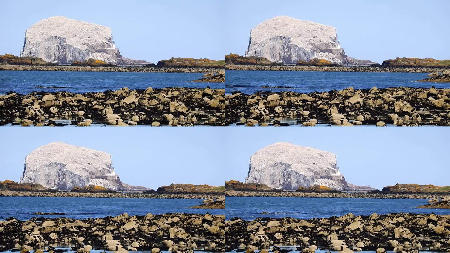 英国苏格兰北贝威克塘鹅群落巴斯岩
