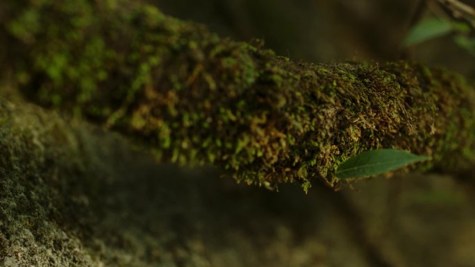 覆满青苔的树干