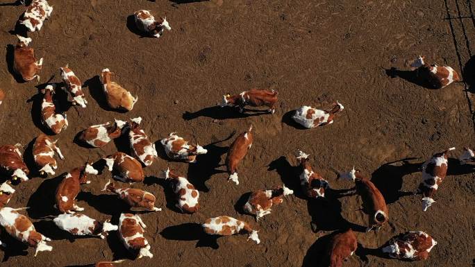 开鲁牛市牛产业航拍视频