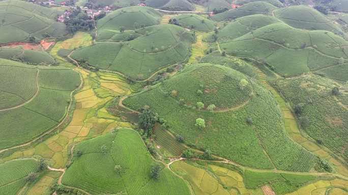 日出景色晨曦雾霭中的空中无人机摄像头飞越茶园露台，位于越南北部普陀省龙科山区