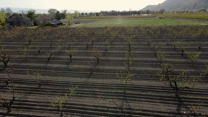 科罗拉多州帕里萨德春季花期黄昏时成排种植的新小桃树，背景为加菲尔德山无人机