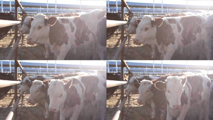 牛产业实拍视频