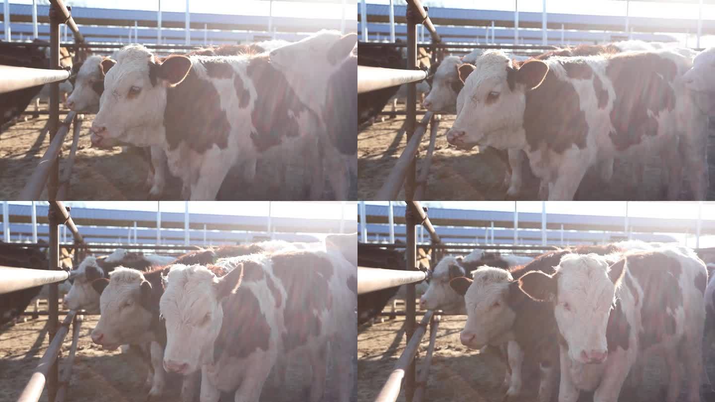 牛产业实拍视频